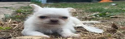Mixed Breed dogs for sale: Super cute  chihuahua x  - Advert 7