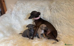 Italian Greyhound dogs for sale: 2 Italian Greyhound Boys  - Image 12