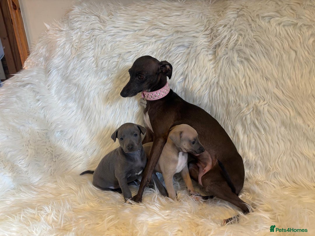 Italian Greyhound dogs for sale: 2 Italian Greyhound Boys  - Image 12