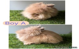 Lionhead rabbits for sale: Stunning double mained lionheads ready now  - Image 4