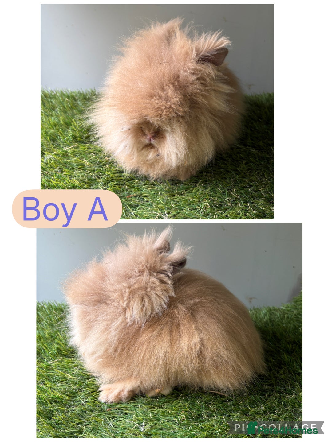 Lionhead rabbits for sale: Stunning double mained lionheads ready now  - Image 4