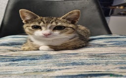 American Shorthair cats for sale: Gorgeous girls looking for new home🏡 - Image 17