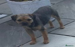 Border Terrier dogs for stud: Border for Stud  in Gravesend - Image 3