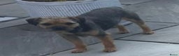 Border Terrier dogs for stud: Border for Stud  in Gravesend - Advert 3