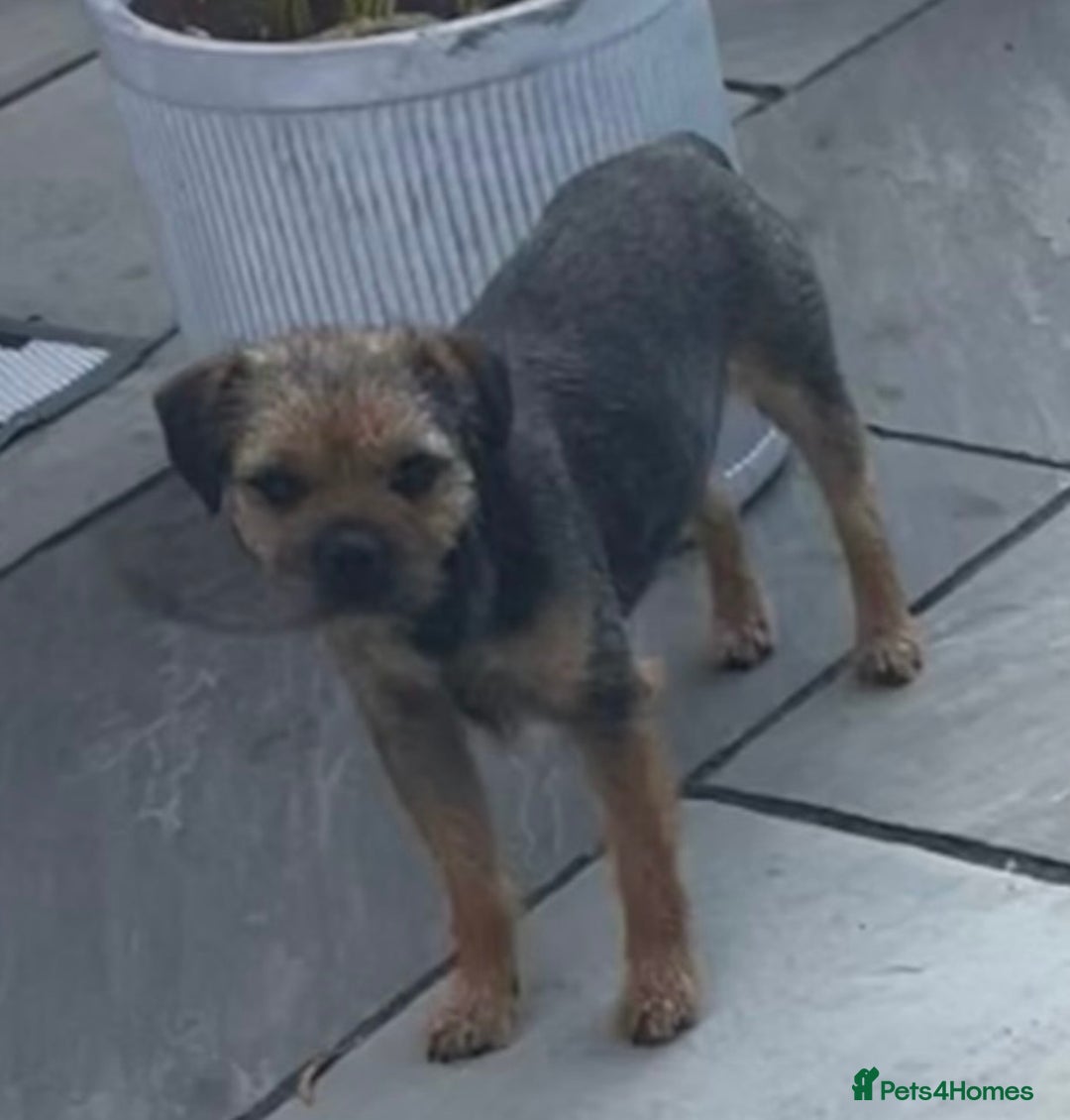 Border Terrier dogs for stud: Border for Stud  in Gravesend - Image 3