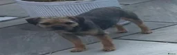 Border Terrier dogs for stud: Border for Stud  in Gravesend - Advert 3