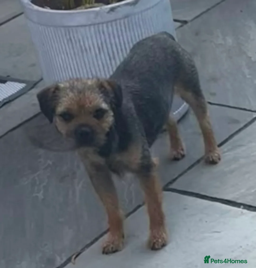 Border Terrier dogs for stud: Border for Stud  in Gravesend - Advert 3
