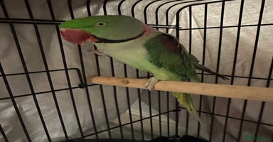 Parakeets birds - Advert 10