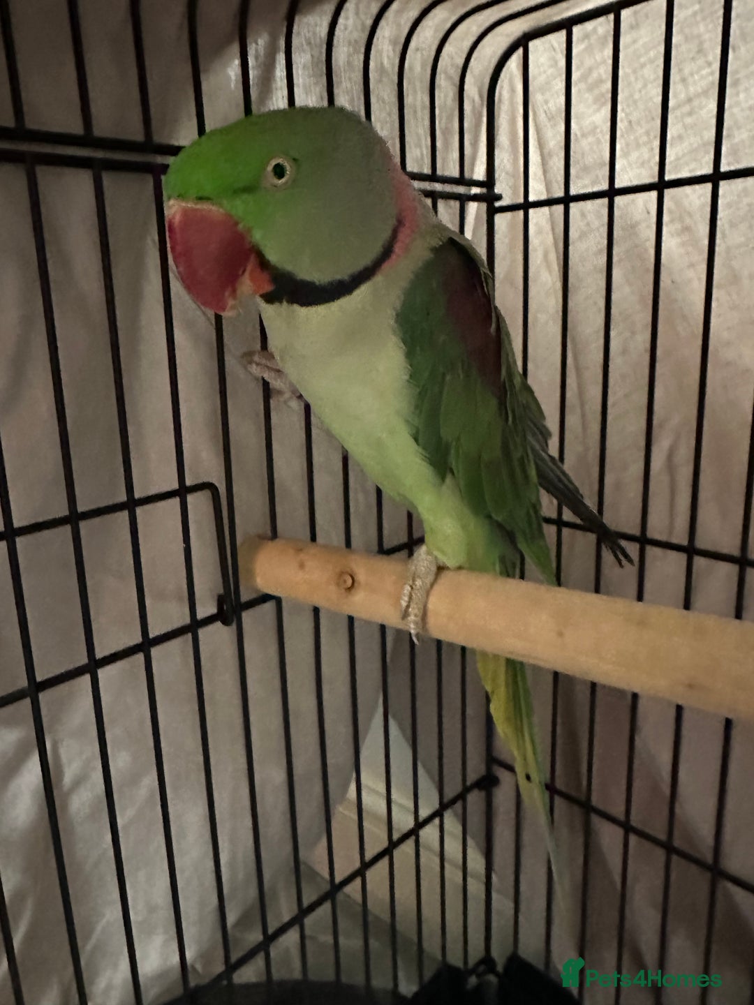 Parakeets birds for sale: Semi tame alexandrine  - Image 2