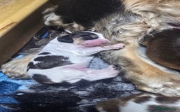 Cocker Spaniel dogs for sale: KC Registered Cocker Spaniels ready for Christmas - Image 21