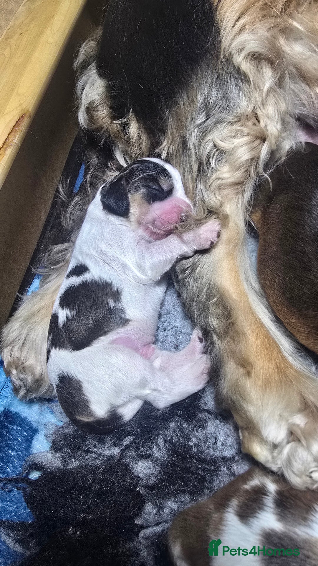 Cocker Spaniel dogs for sale: KC Registered Cocker Spaniels ready for Christmas - Image 21