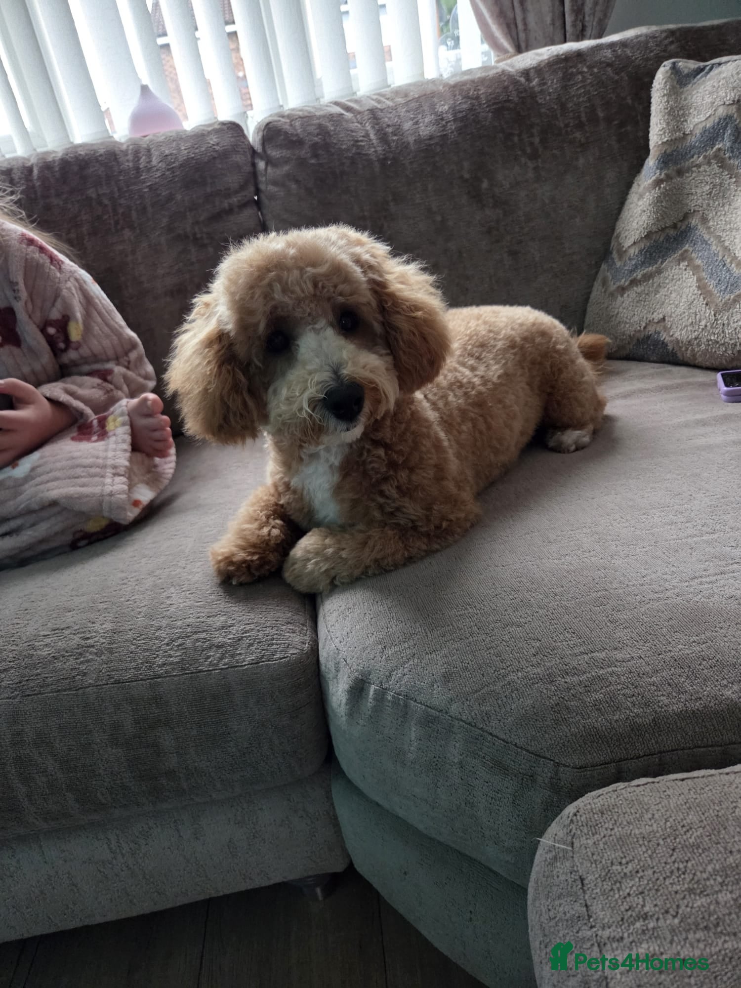 Cockapoo dogs Male (teddy) 9 months old cockapoo in Liverpool - Advert 1