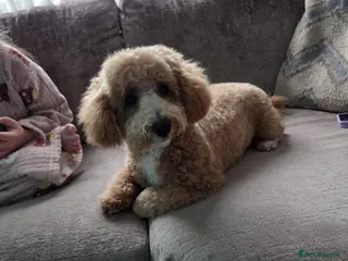 Cockapoo dogs Male (teddy) 9 months old cockapoo in Liverpool - Advert 1