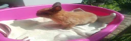 Netherland Dwarf rabbits for sale: Pretty Female and Male Netherland Dwarf Babies - Advert 9