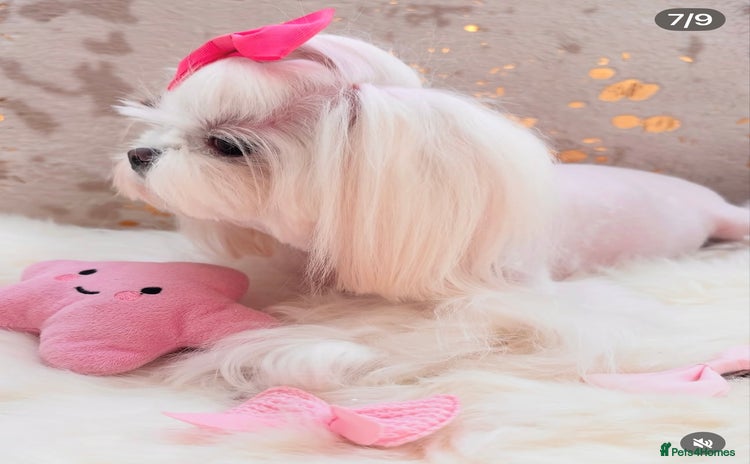 Maltese dogs - Advert 1