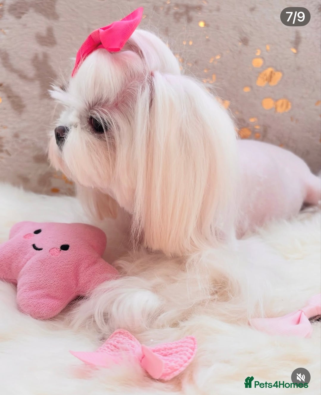 Maltese dogs for sale: Beautiful Korean Maltese - Image 1