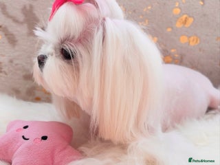 Maltese dogs - Advert 26