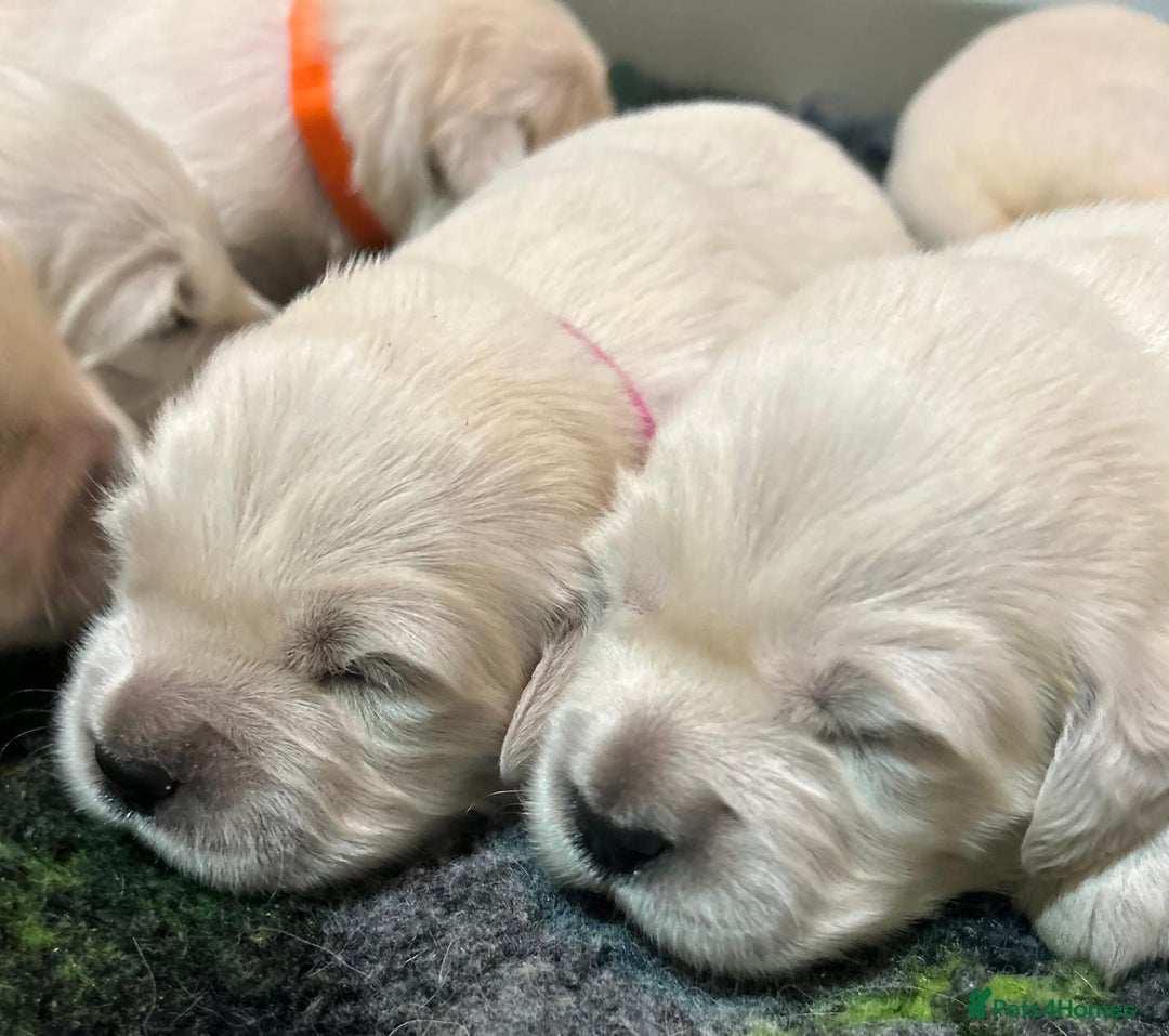 Golden Retriever dogs for sale: Chunky, cream pups - Image 8