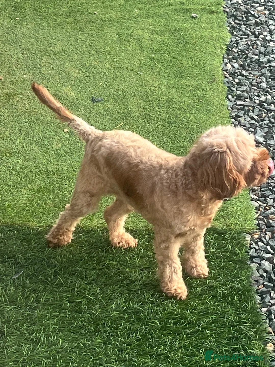 Cavapoo dogs for sale: Cavapoo  - Advert 2