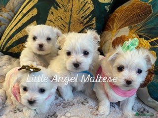 Maltese dogs ✨ Outstanding KC half-Korean Maltese Puppies ✨ - Advert 9