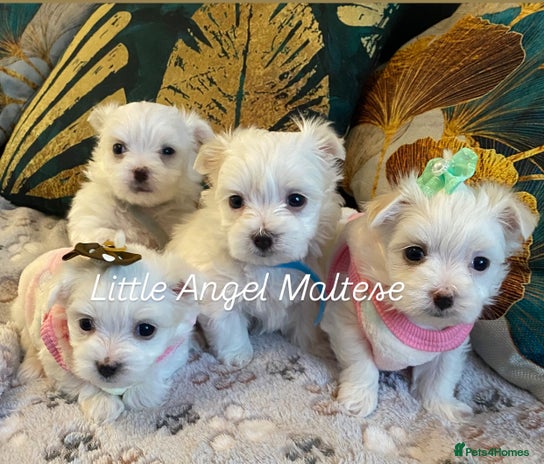Maltese dogs ✨ Outstanding KC half-Korean Maltese Puppies ✨ - Advert 7
