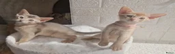 Abyssinian cats for sale: Beautiful Abyssinian Kittens  - Advert 15