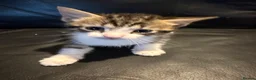 Mixed Breed cats for sale: 5 beautiful kitten ready to leave 25/7 - Advert 6