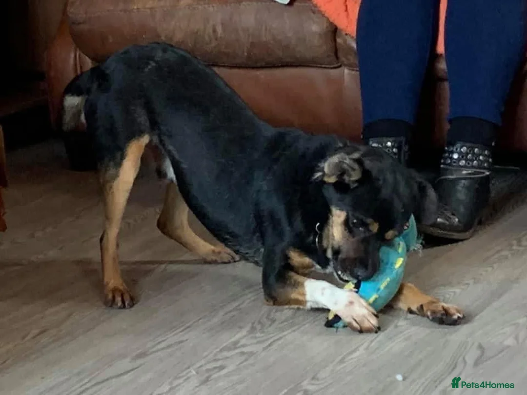 Mixed Breed dogs for adoption: Paddy - Norwich Norfolk  - Advert 13