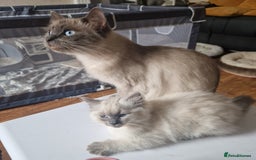 Ragdoll cats for sale: Beautiful Ragdoll Kittens in Wallasey - Image 10