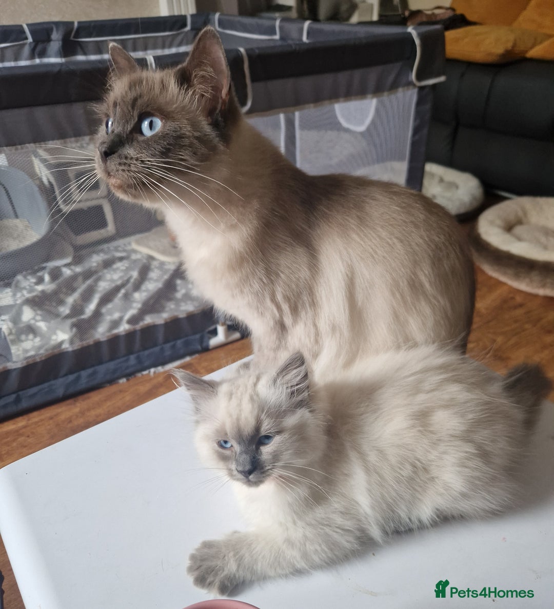 Ragdoll cats for sale: Beautiful Ragdoll Kittens in Wallasey - Image 10