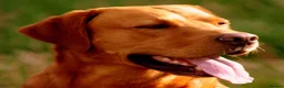 Labrador Retriever dogs for stud: Champions breed CHAMPIONS.. Last crop of legend R - Advert 3