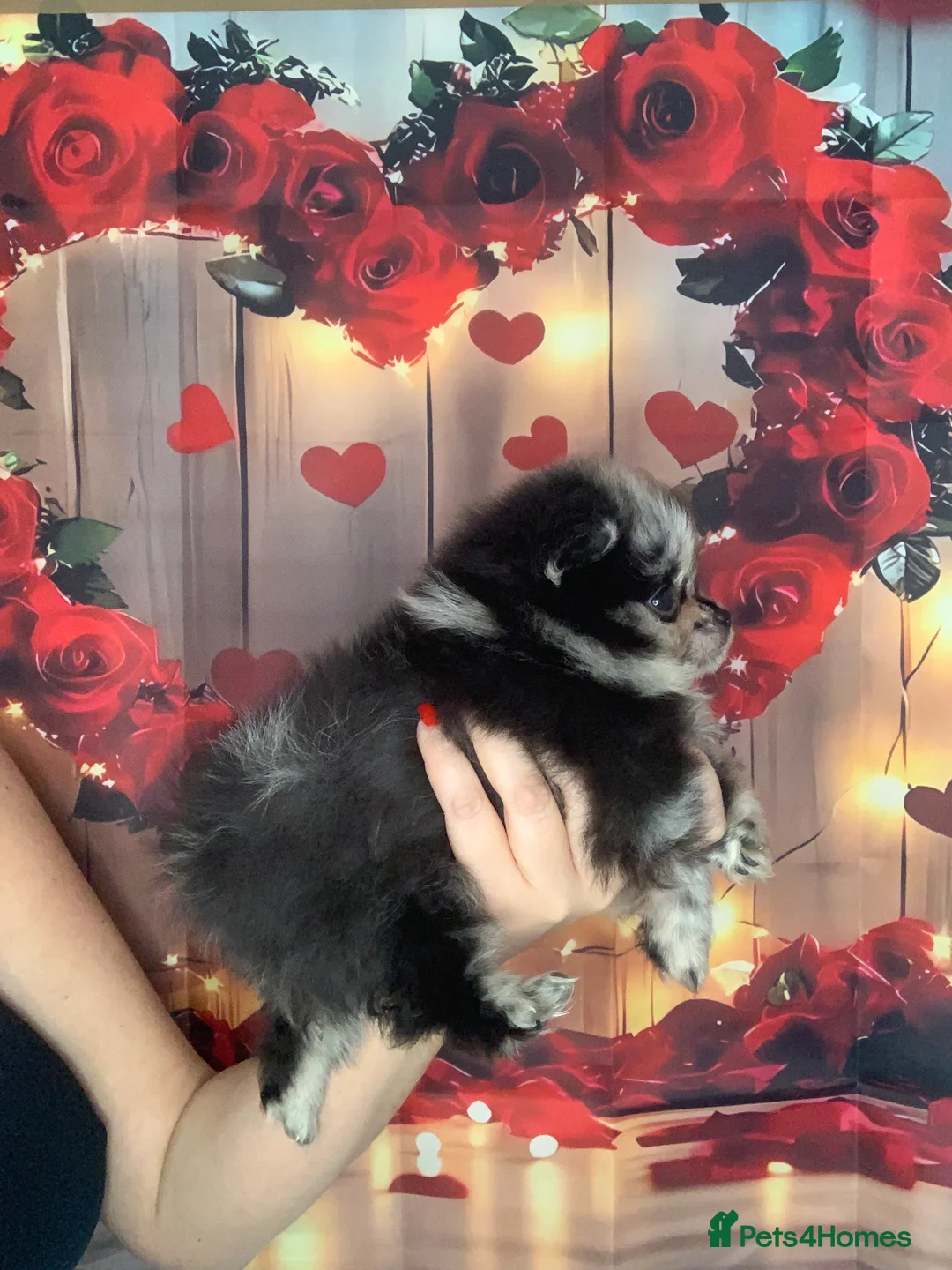 Pomeranian dogs for sale: UNIQUE BEAR FACE POMERANIAN LITTER - Advert 16