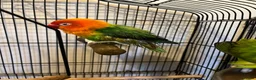 Lovebirds birds for sale: 2 lovebird pairs and cage for sale. in Brierley Hill - Advert 23