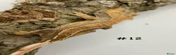 Gecko reptiles for sale: Adult, Juvenile and Lilly White Crested Geckos - Advert 24