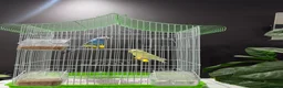 Budgerigars birds for sale: Few pair of budgies with cage  - Advert 13