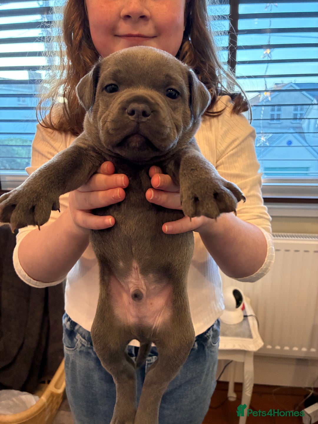 Staffordshire Bull Terrier dogs for sale: Pedigree Blue Staffordshire pups - Advert 10