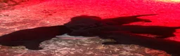 Labrador Retriever dogs for sale: KC registered working Labrador puppies - Advert 3