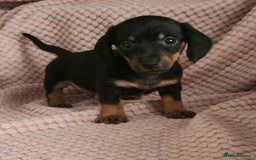 Miniature Dachshund dogs for sale: Beautiful miniature dachshund  - Image 2