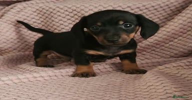 Miniature Dachshund dogs - Advert 9
