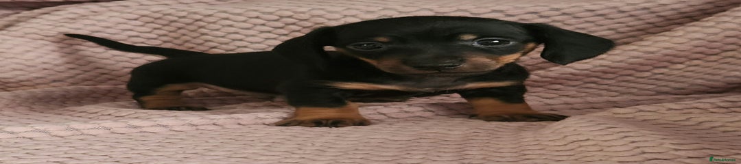Miniature Dachshund Puppy 1