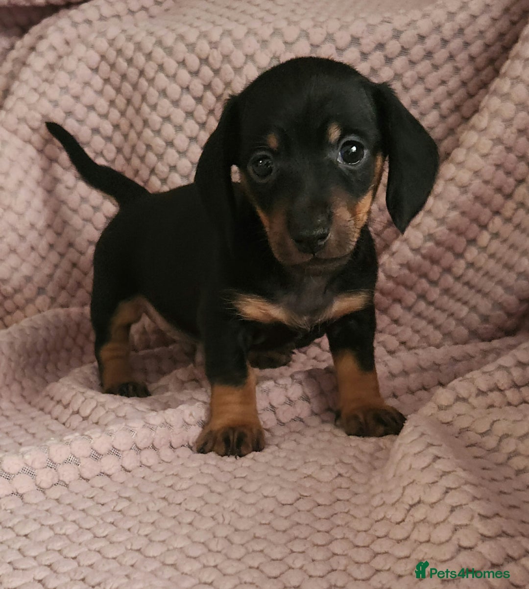 Miniature Dachshund dogs for sale: Beautiful miniature dachshund  - Image 2