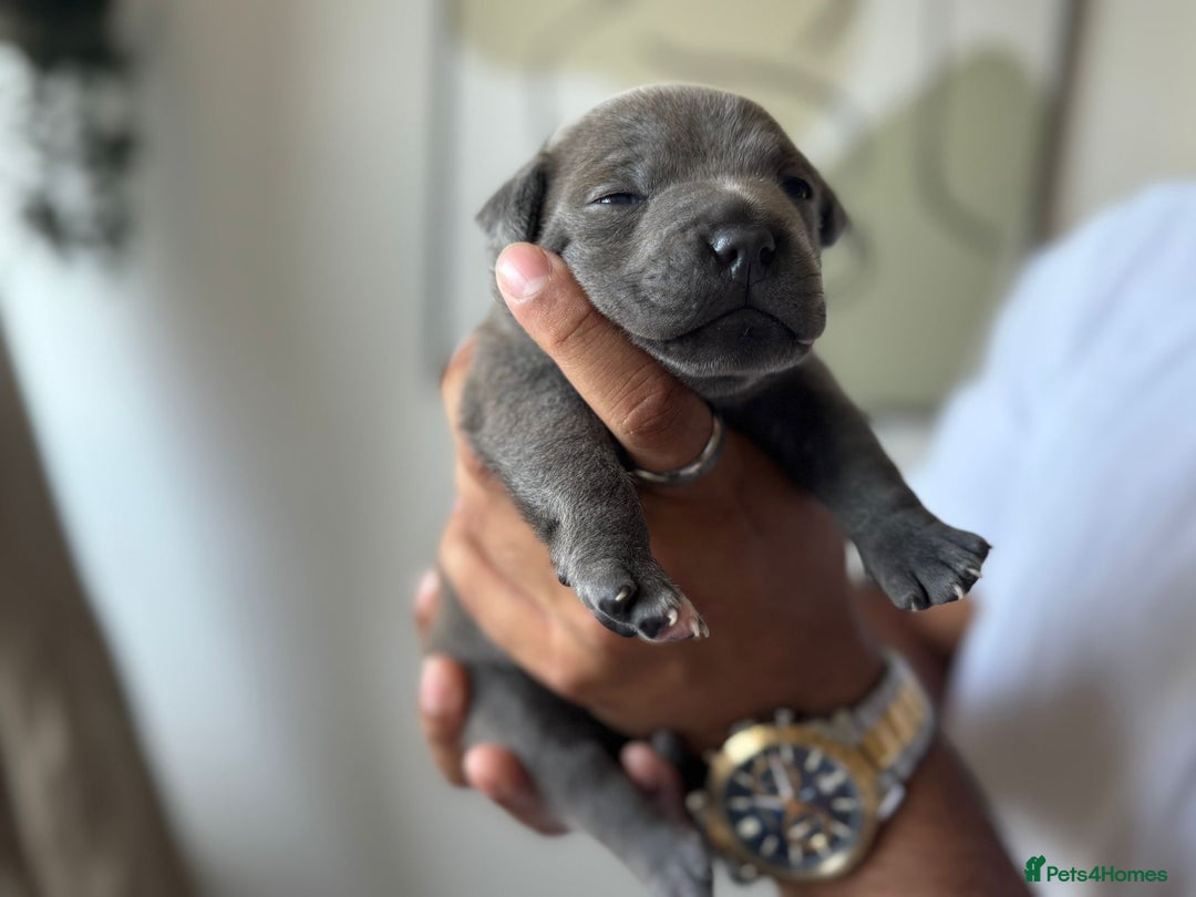Staffordshire Bull Terrier dogs for sale: 😍😍 BEAUTIFUL & CHUNKY BLUES💙 - Image 3
