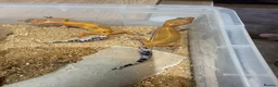 Leopard Gecko reptiles for sale: Leopard geckos - Advert 12