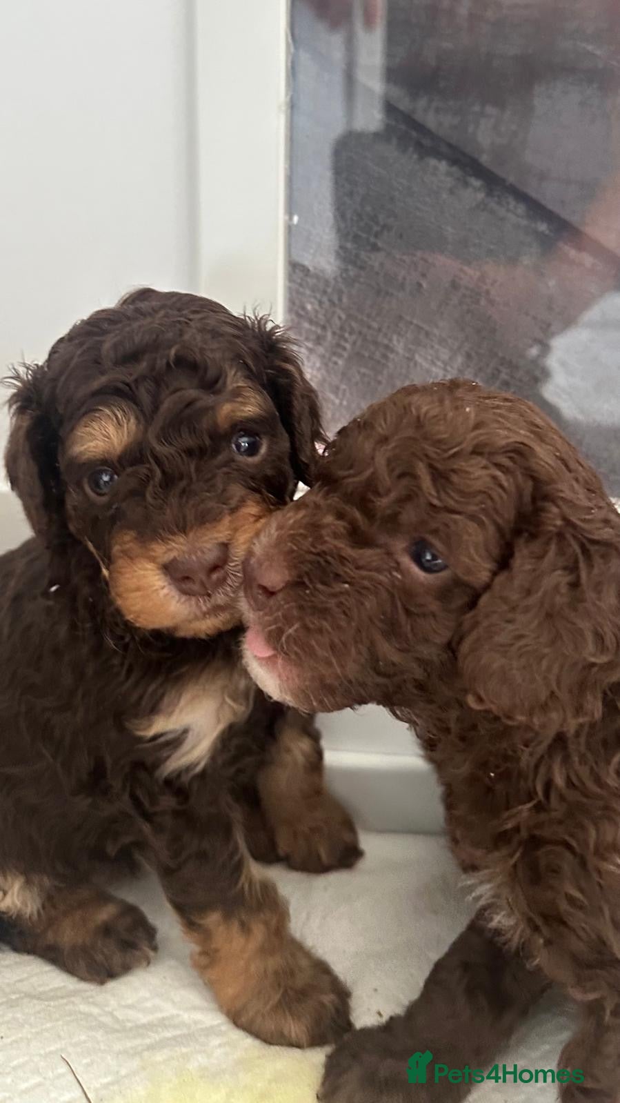 Cockapoo dogs Beautiful F2B Toy Cockapoo Puppies Ready 1st July  - Advert 11
