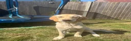 Golden Retriever dogs for sale: 7 Month Golden Retriever- KC reg  in Burgess Hill - Advert 2