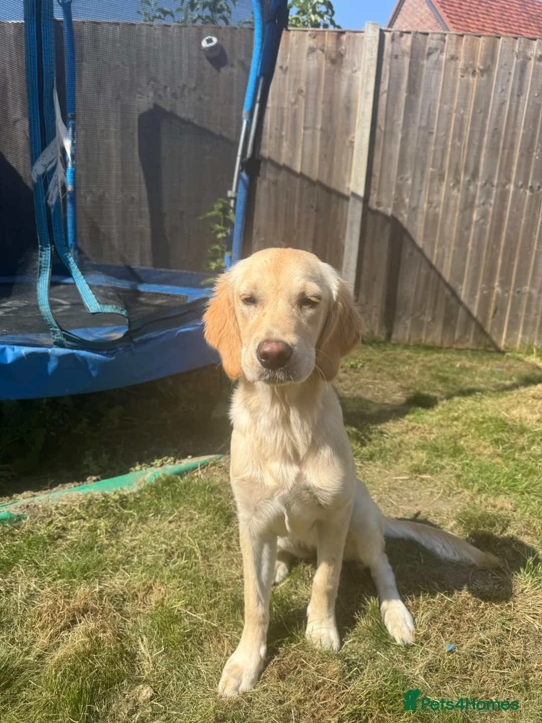 Golden Retriever dogs for sale: 7 Month Golden Retriever- KC reg  in Burgess Hill - Advert 2