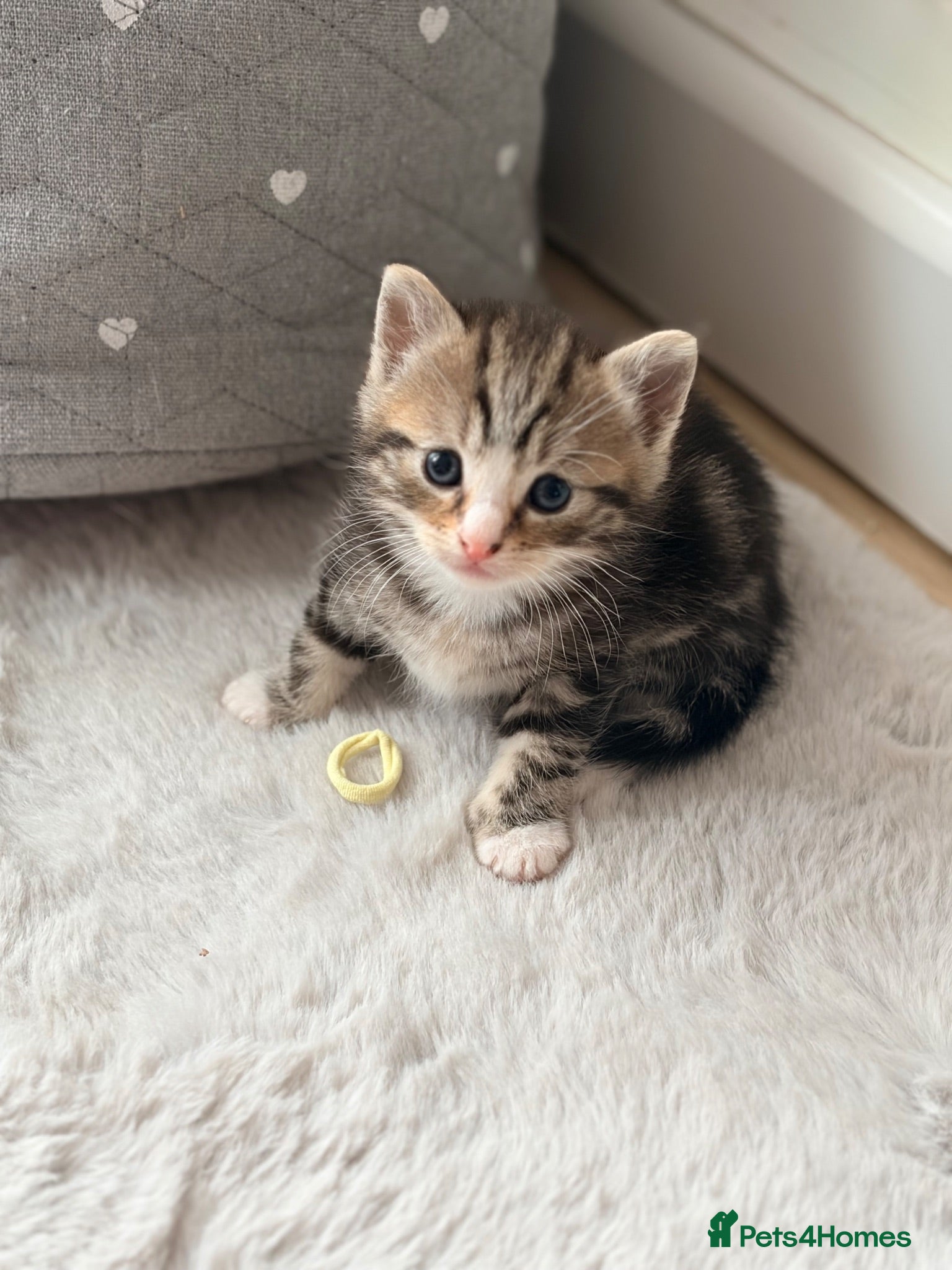 Ragdoll cats One beautiful RagdollX girl 7 weeks  - Advert 1