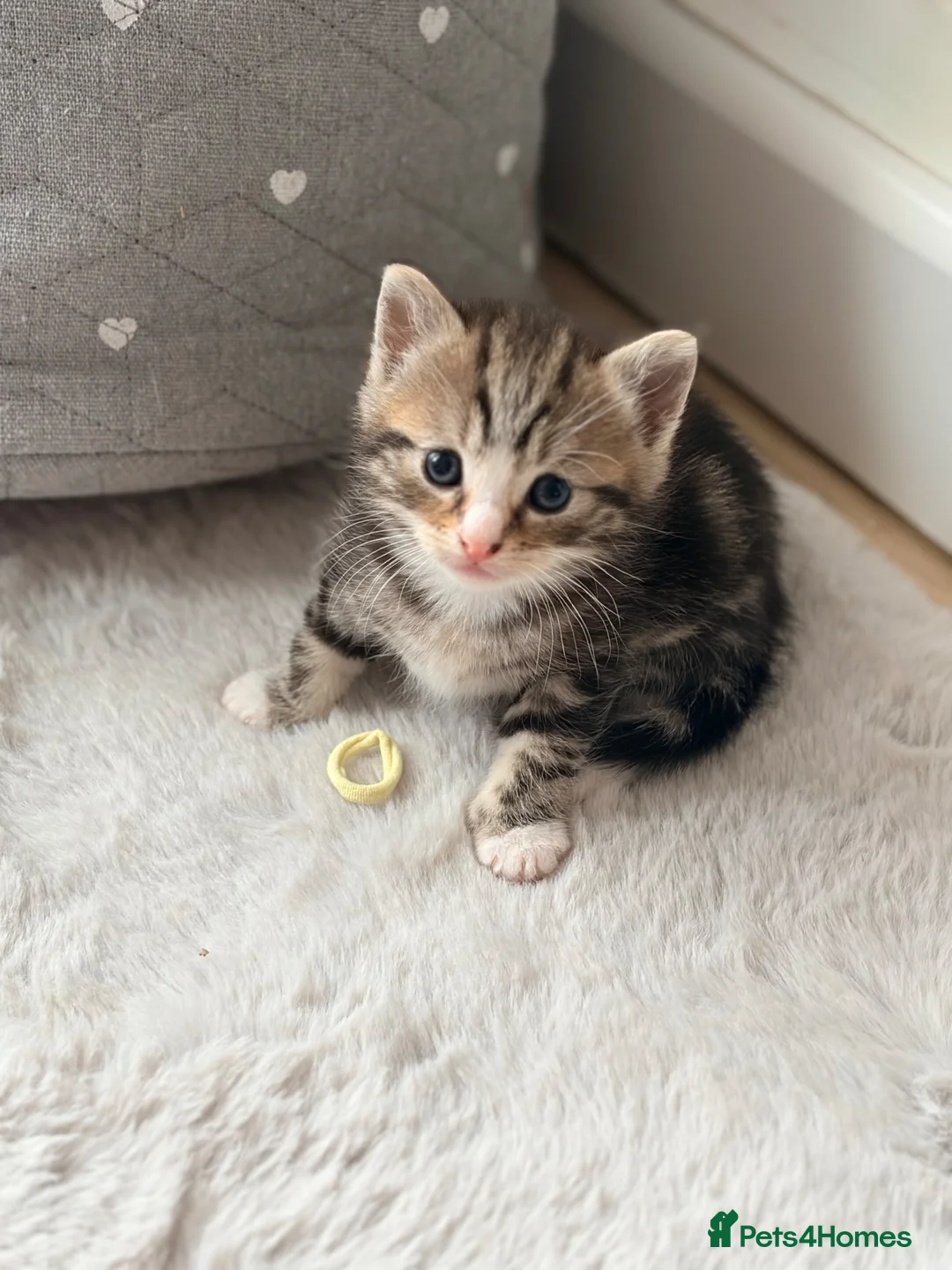 Ragdoll cats for sale: One beautiful RagdollX girl 7 weeks  - Advert 1
