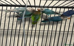 Lovebirds birds for sale: Various Baby Fishers Lovebirds - Image 5