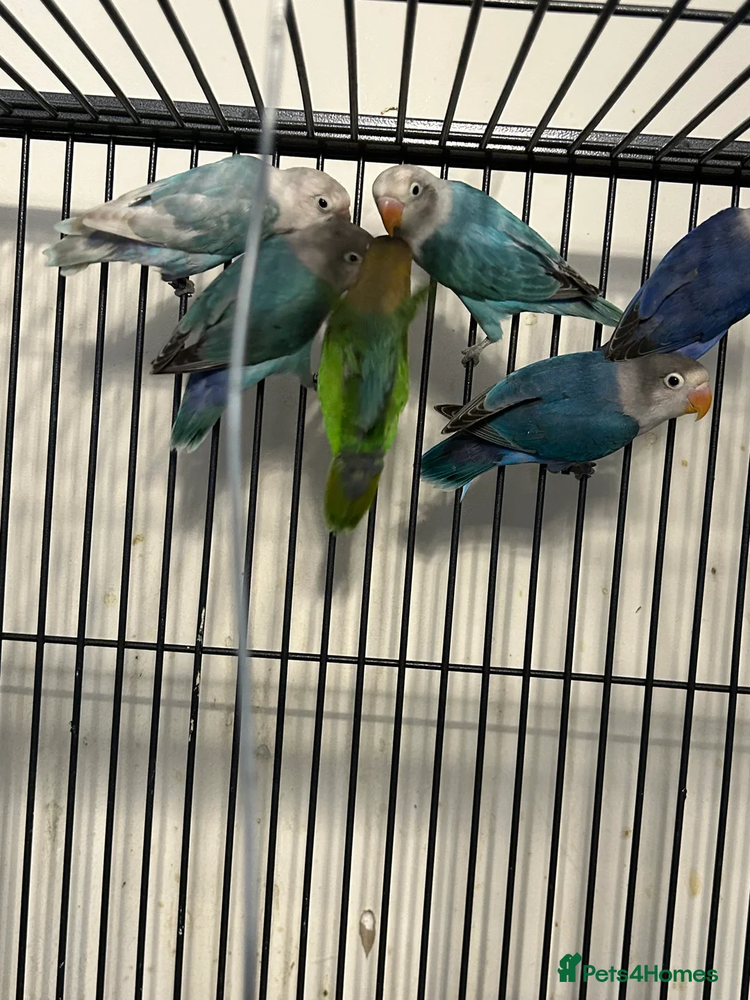 Lovebirds birds for sale: Various Baby Fishers Lovebirds - Advert 5